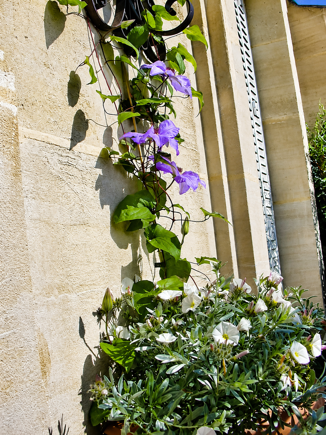 Terrasse extérieure végétalisée